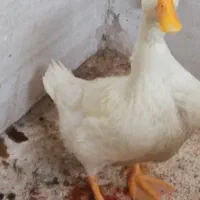 ار دک