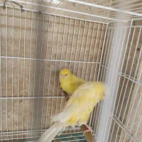 تعدادی قناری و سهره