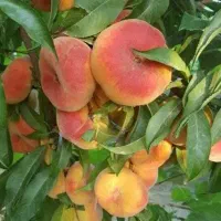 تولید نهال هلو انجیری زعفرانی