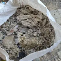کود کبوتر