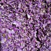 گل محمدی ،غنچه و پر