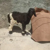 بره نر ذات دار