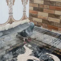 سلام کفتر نر شامی مگس هست قلدر