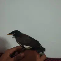 جوجه مینا