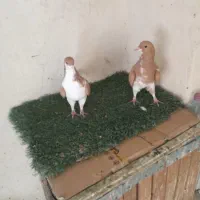 ۴جفت کبوتر شهری