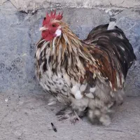 خروس|حیوانات مزرعه|باغ ملک, |دیوار