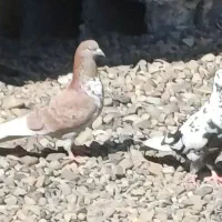 ۲ عدد کبوتر نر و ماده جفت زیبا