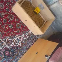 دستگاه جوجه کشی