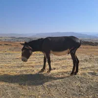 نره خر گنی هیکلی دو ساله
