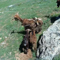 بز و گوسفند