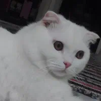 اسکاتیش فروشی نیست