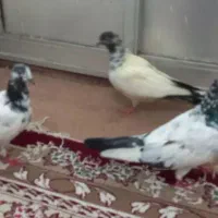 کبوتر/کفتر پاکستانی