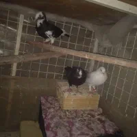 کفتر رنگه عالی