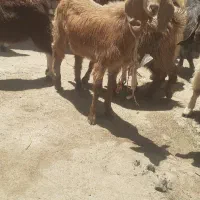 بزغاله ۱۲ تا