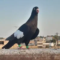 چند کفتر دسته اولی زرنگ