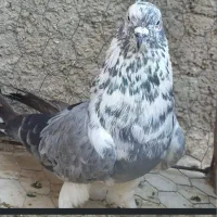 کبوتر  پشتار دوکت و سوسکی  اصفهانی ۴۰ سانتی  خرقه