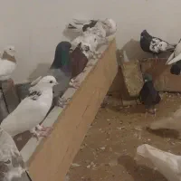 کفتر|پرنده|کرج, کمال‌شهر|دیوار