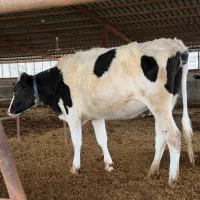 فروش چند راس گاو،گوساله هلشتاین اصیل