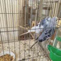 مرغ عشق انگلیسی عروس سرلاکی