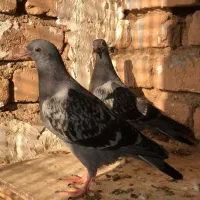 یک جفت جوجه مسافتی مسافت متوسط