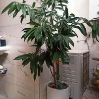 گل اپارتمانی با گلدان