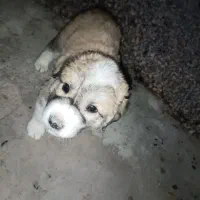 سگ آلابای