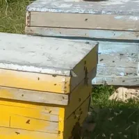 فروش ومعاوضه کندو زنبور عسل با وانت،موتور،میش،بز