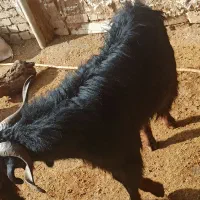 بز بره توشگ بزغاله گوسفند