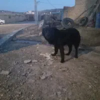 واگذاری سگ گله