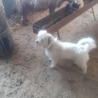 یک عد سگ به فروش میرسد