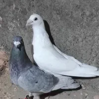 گرفتنی