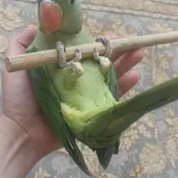 جوجه شاه طوطی کاسکو گرینچیک کاکادو راهب ملنگو