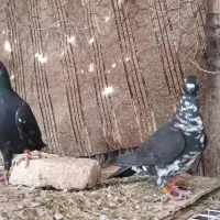 کبوتر جفتی، کشکی، بزک