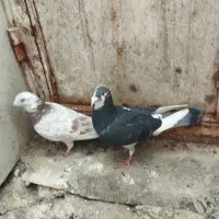 کبوتر|پرنده|قره کهریز, |دیوار