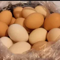 تخم مرغ محلی