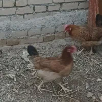 دجاج عرب مرغ عربی