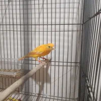 قناری پرتغالی