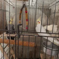 یک جفت عروس هلندی مولد