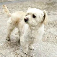 واگذاری سگ نژاد خاص کراس