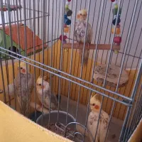 جوجه عروس هلندی