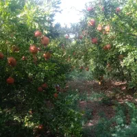 باغ تیکه ای