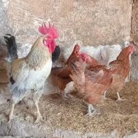 مرغ و خروس محلی