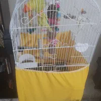 طوطی برزیلی نر و ماده همراه قفس و پایه