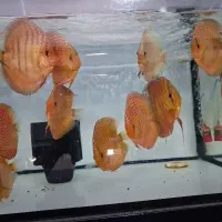 دیسکس