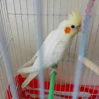 فروش عروس هلندی