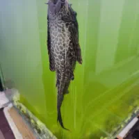 آکواریوم وگربه ماهی