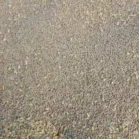 عدس تازه سرحد