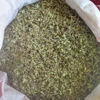آویشن شیرازی