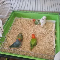 خریدار و فروش جوجه طوطی برزیلی