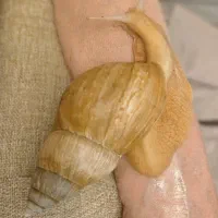 تعدادی حلزون آچاتینا